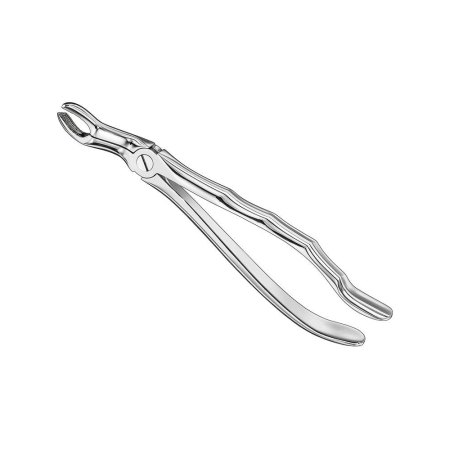 Extracting forceps, anat.
